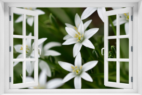 Fototapeta Naklejka Na Ścianę Okno 3D - Macro photo of white small garden flowers on a neutral green background