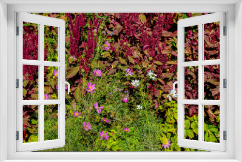 Fototapeta Naklejka Na Ścianę Okno 3D - Цветы разные на клумбе