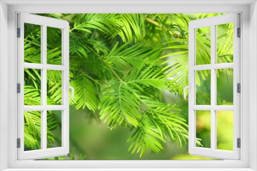 Fototapeta Naklejka Na Ścianę Okno 3D - Relic tree, Metasequoia glyptostroboides, green branch close-up. Natural green background, sunlight