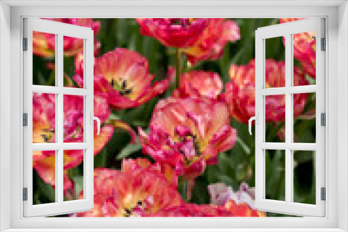 Fototapeta Naklejka Na Ścianę Okno 3D - Beautiful  flowers