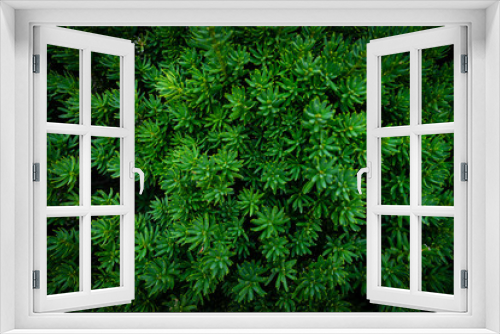 Fototapeta Naklejka Na Ścianę Okno 3D - Lush fresh green sedum texture as a background