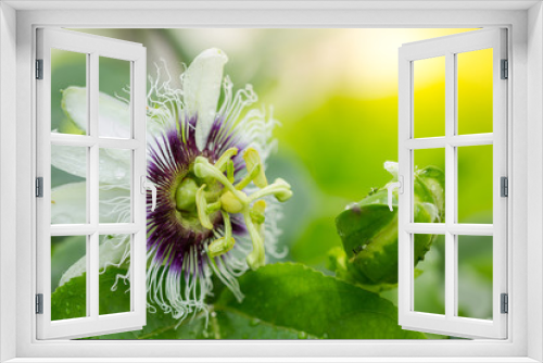 Fototapeta Naklejka Na Ścianę Okno 3D - Passion flower (Passiflora incarnata)  Illustrated for use in agriculture