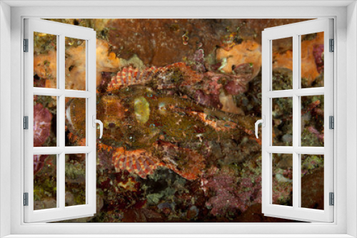 Fototapeta Naklejka Na Ścianę Okno 3D - Scorpionfish, Scorpaenidae are a family of mostly marine fish that includes many of the world's most venomous species