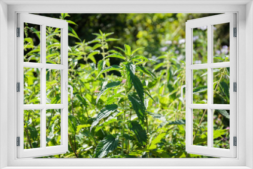 Fototapeta Naklejka Na Ścianę Okno 3D - Bushes of green nettle on a sunny day. It is used in medicine and cooking.