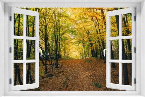 Fototapeta Naklejka Na Ścianę Okno 3D - Autumn woods. Beautiful golden trees and path way in fall leaves in sunny warm forest. Oak and hornbeam yellow and green trees. Hello fall. Tranquil moment. Autumnal background.