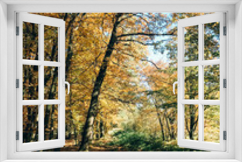 Fototapeta Naklejka Na Ścianę Okno 3D - Autumn woods. Beautiful yellow and green trees and path way in fall leaves in sunny warm forest. Autumnal background. Oak and hornbeam golden trees. Hello fall. Tranquil moment