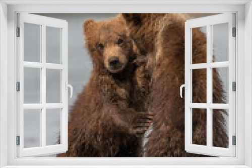 Fototapeta Naklejka Na Ścianę Okno 3D - Ruling the landscape, brown bears of Kamchatka (Ursus arctos beringianus)