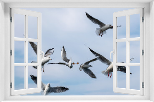 Fototapeta Naklejka Na Ścianę Okno 3D - beautiful seagulls against the blue sky