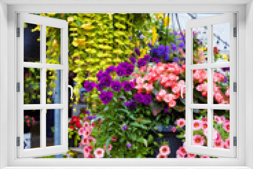 Fototapeta Naklejka Na Ścianę Okno 3D - Yellow, pink and purple petunia flowers in flowerpots