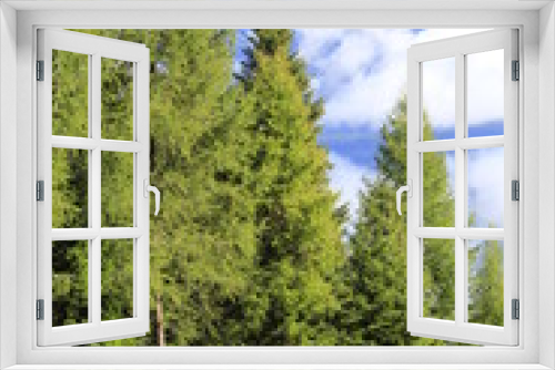 Fototapeta Naklejka Na Ścianę Okno 3D - Prato verde di montagna, con alberi e nuvole