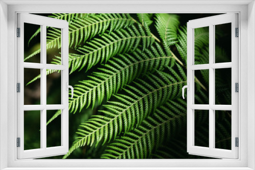 Fototapeta Naklejka Na Ścianę Okno 3D - Green fern Leafs in garden background..