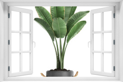 Fototapeta Naklejka Na Ścianę Okno 3D - Banana palm, Ravenala palm in a pot	