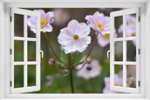 Fototapeta Naklejka Na Ścianę Okno 3D - Blühende Herbst-Anemone (Anemone hupehensis)