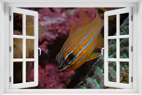 Fototapeta Naklejka Na Ścianę Okno 3D -  Yellowstriped cardinalfish, Gelbstreifen Kardinalbarsch (Apogon cyanosoma)