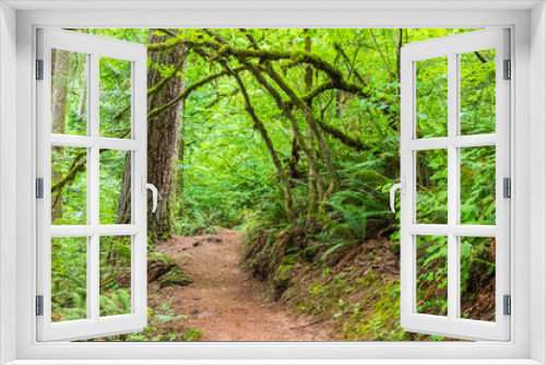 Fototapeta Naklejka Na Ścianę Okno 3D - USA, Washington State, Battle Ground Lake State Park. Hiking trail through the forest.
