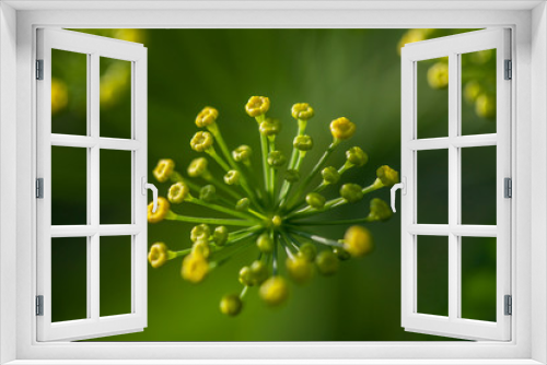 Fototapeta Naklejka Na Ścianę Okno 3D - Flower Garden Yellow Macro Botanical