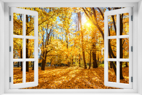 Fototapeta Naklejka Na Ścianę Okno 3D - Sunny autumn landscape with golden trees and blue sky in a city park