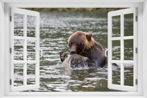 Fototapeta Naklejka Na Ścianę Okno 3D - brown bear