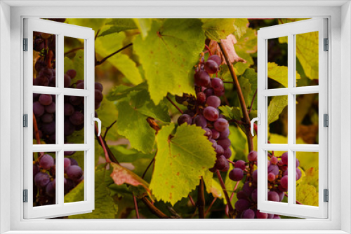 Fototapeta Naklejka Na Ścianę Okno 3D - Ripe bunches of grapes in the autumn foliage of a vineyard.