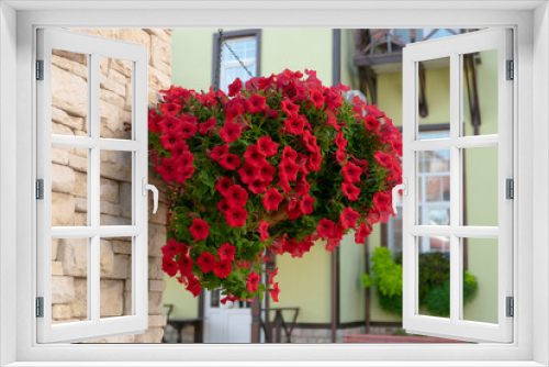 Fototapeta Naklejka Na Ścianę Okno 3D - Beautiful red petunias on a wall of country house
