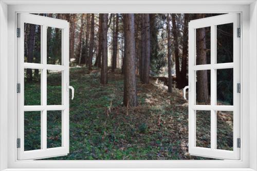 Fototapeta Naklejka Na Ścianę Okno 3D - Pines forest in California, USA