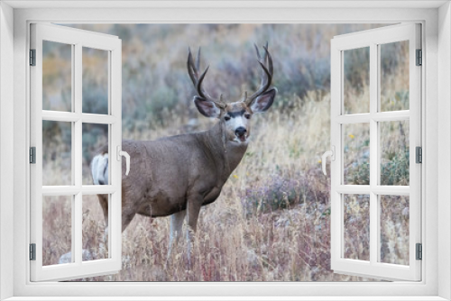 Fototapeta Naklejka Na Ścianę Okno 3D - Mule deer, Odocoileus hemionus is standing in dry grass, in typical autumn environment, majestic animal proudly wearing his antlers, ready to fight for an ovulating hind,Yellowstone,USA