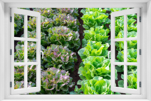 Fototapeta Naklejka Na Ścianę Okno 3D - Farmers field with growing in rows green organic lettuce leaf vegetables