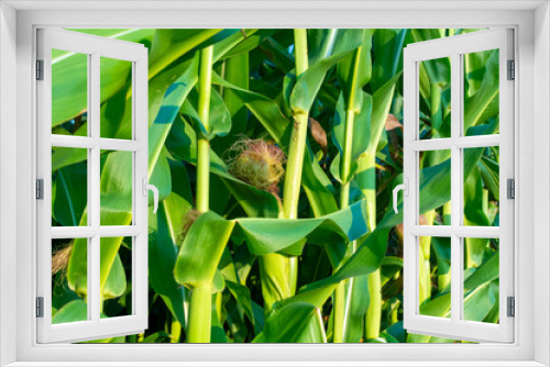 Fototapeta Naklejka Na Ścianę Okno 3D - Green farm field with corn plants, corn plantations in Netherlands