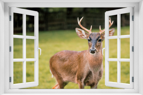Fototapeta Naklejka Na Ścianę Okno 3D - deer in forest