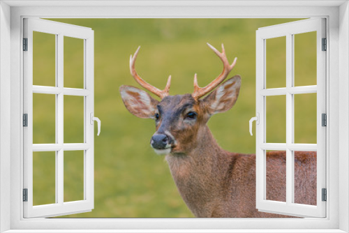 Fototapeta Naklejka Na Ścianę Okno 3D - deer in forest