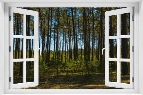 Fototapeta Naklejka Na Ścianę Okno 3D - Rows of trees in the summer spruces forest vertical landscape green nature flora