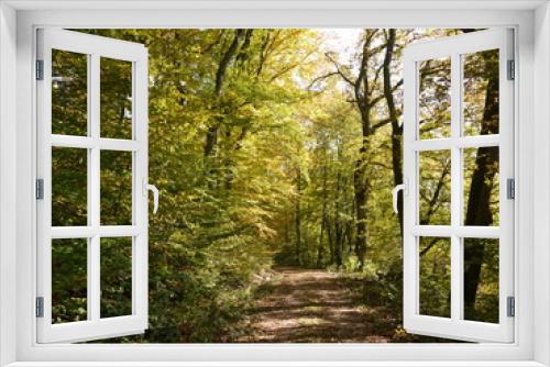 Fototapeta Naklejka Na Ścianę Okno 3D - Herbstwald 