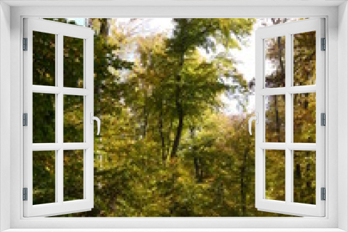 Fototapeta Naklejka Na Ścianę Okno 3D - Herbstwald 
