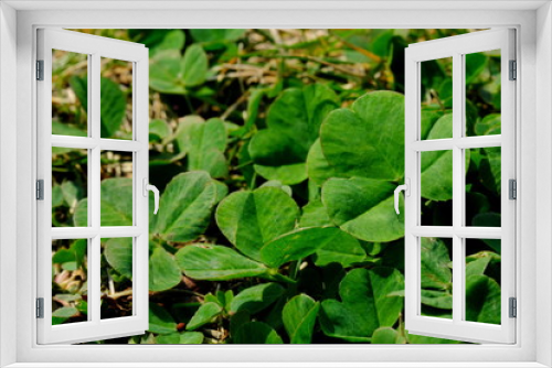Fototapeta Naklejka Na Ścianę Okno 3D - 新緑の三つ葉