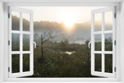 Fototapeta Naklejka Na Ścianę Okno 3D - foggy morning in the forest
