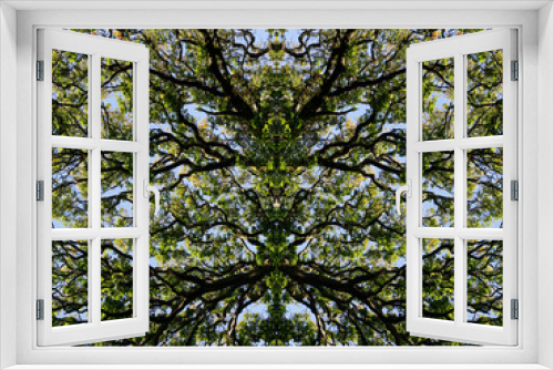 Fototapeta Naklejka Na Ścianę Okno 3D - Mirror image trees