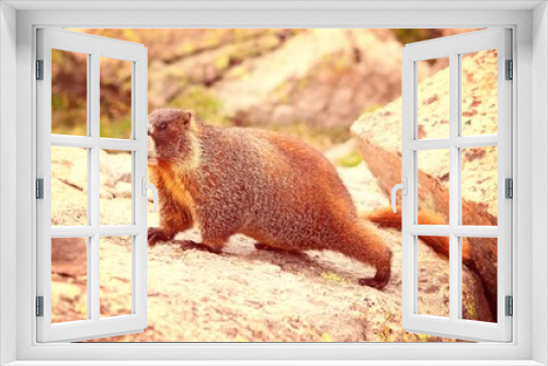 Fototapeta Naklejka Na Ścianę Okno 3D - Yellow-bellied marmot. Retro color filter.