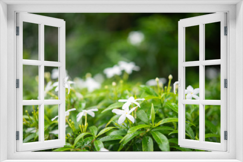 Fototapeta Naklejka Na Ścianę Okno 3D - Gardenia jasminoides in garden. beautiful flower background