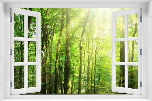 Fototapeta Naklejka Na Ścianę Okno 3D - Sunlight in the green forest. Summer background.