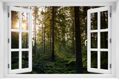 Fototapeta Naklejka Na Ścianę Okno 3D - Early morning Forest