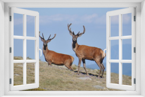 Fototapeta Naklejka Na Ścianę Okno 3D - red deer in the mountains