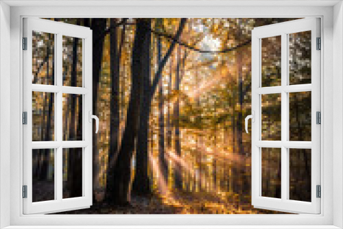 Fototapeta Naklejka Na Ścianę Okno 3D - autumn sunrise in the forest