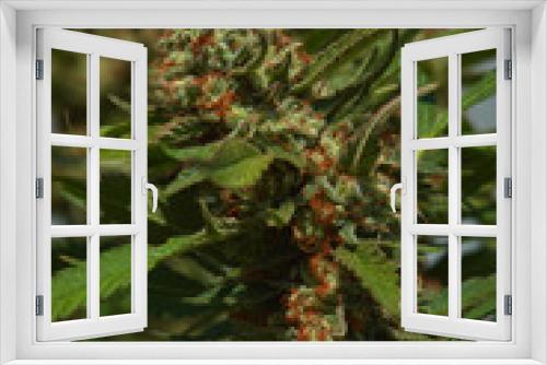 Fototapeta Naklejka Na Ścianę Okno 3D - Close up of natural light outdoor grown OG indica strain medical and recreational marijuana plants and buds