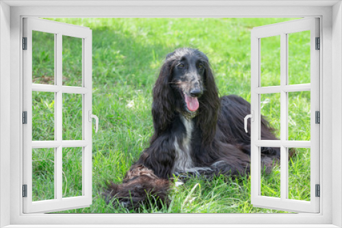 Fototapeta Naklejka Na Ścianę Okno 3D - Cute afghan hound is looking at the camera. Eastern greyhound or persian greyhound. Pet animals.