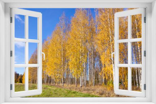Fototapeta Naklejka Na Ścianę Okno 3D - Old autumn birch trees with yellow leaves against background of blue sky. Sunny day in the fall forest.