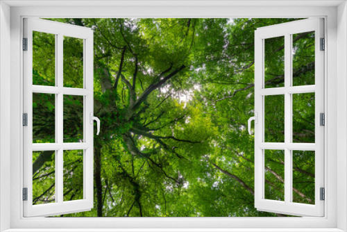 Fototapeta Naklejka Na Ścianę Okno 3D - Blick in das dichte Blätterdach einer Buche im Sommer