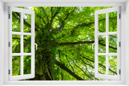 Fototapeta Naklejka Na Ścianę Okno 3D - Blick von unten in das dichte Blätterdach einer Buche im Sommer