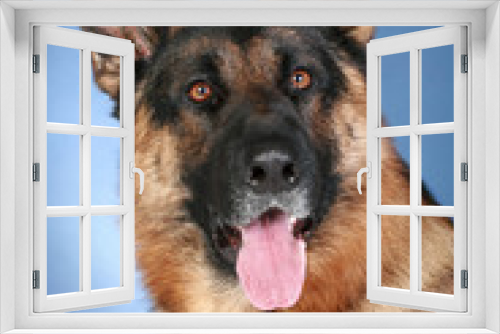 Fototapeta Naklejka Na Ścianę Okno 3D - German Shepherd Dog on a blue background