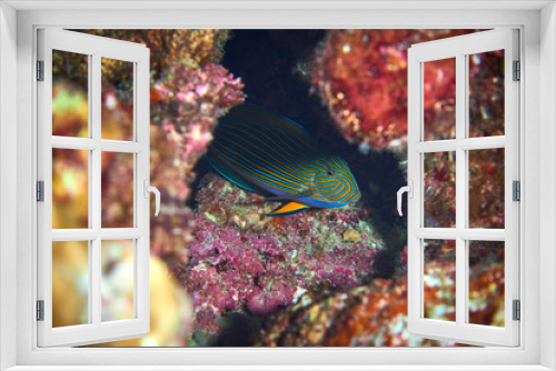 Fototapeta Naklejka Na Ścianę Okno 3D - lined surgeonfish