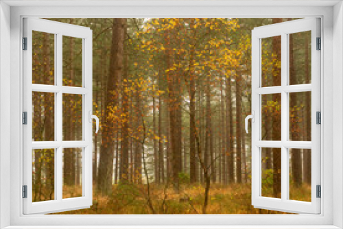 Fototapeta Naklejka Na Ścianę Okno 3D - Autumnal woodland with vivid colours and a single lone tree among dense background of tree trunks. 